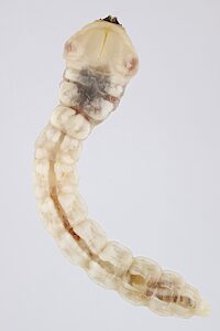 Astraeus major, PL4764, larva, from Eucalyptus porosa stem, dorsal view, SE, 33.8 × 6.3 mm